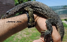 Black Headed Varanus Nuchalis