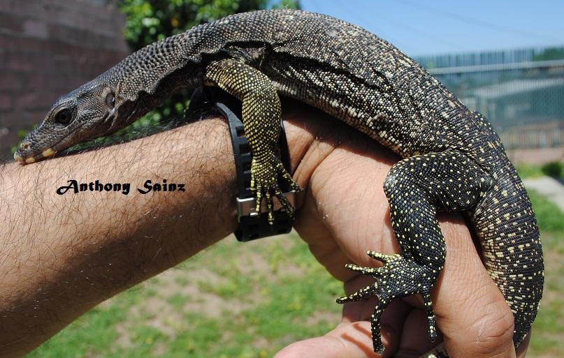 Black Headed Varanus Nuchalis
