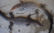 Varanus Tristis Tristis vs Varanus Tristis Orientalis