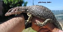 White Headed Varanus Nuchalis