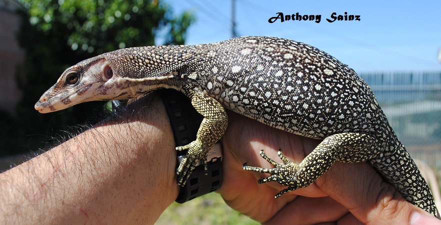 White Headed Varanus Nuchalis