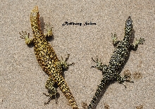 Varanus Melinus vs Varanus Cerambonensis