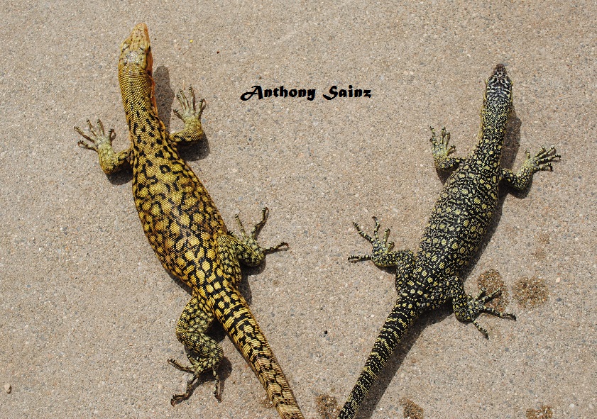 Varanus Melinus vs Varanus Cerambonensis