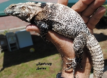 ctenosaura conspicuous
