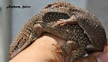 Varanus Storri