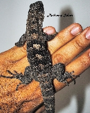 Ctenosaura Oedirhina