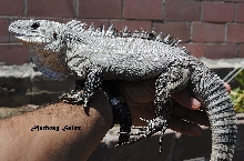 Ctenosaurus Bakeri