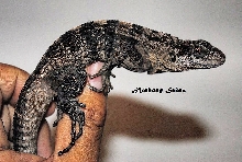 Ctenosaura Oedirhina