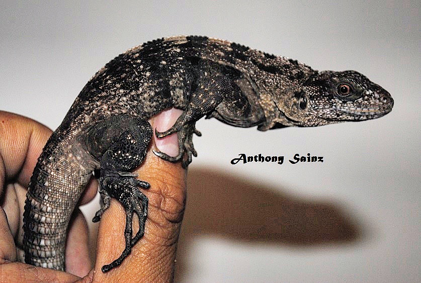 Ctenosaura Oedirhina