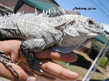 Ctenosaura Bakeri