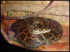 burmese python at Alligator Adventure