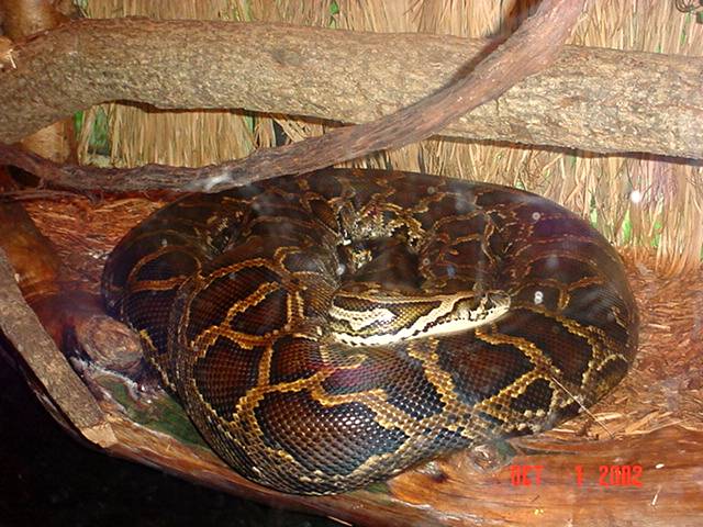 burmese python at Alligator Adventure