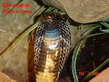 cobra