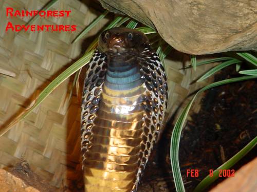 cobra