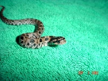 hognose