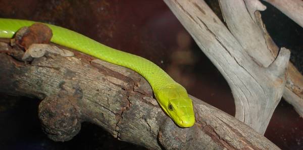 green mamba