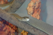 black mamba