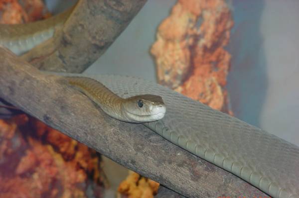 black mamba