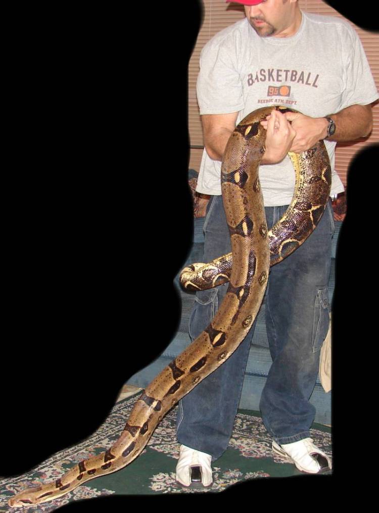 My big female boa