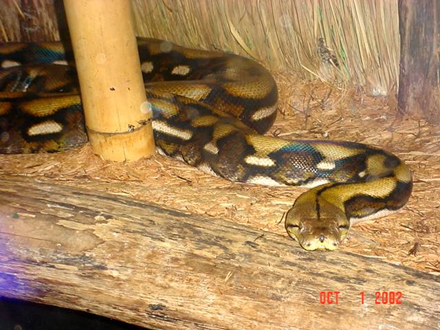 tiger retic at Alligator Adventure
