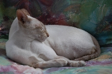 Nebbe at rest in her gardenchair