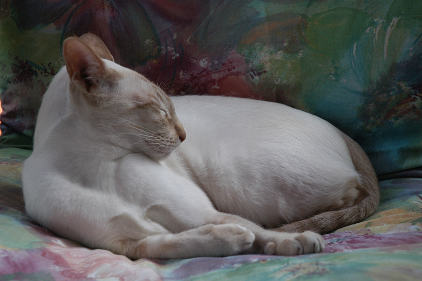 Nebbe at rest in her gardenchair