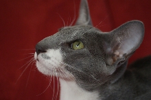 Sundance Cat Sachchit van Release