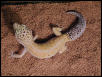 super hypo male breeder