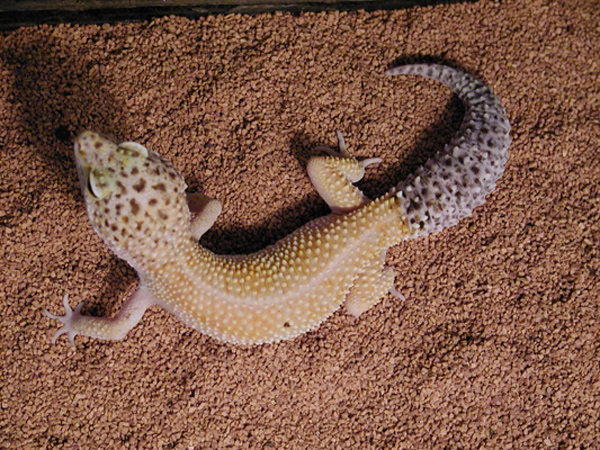 super hypo male breeder