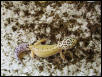 Super hypo female