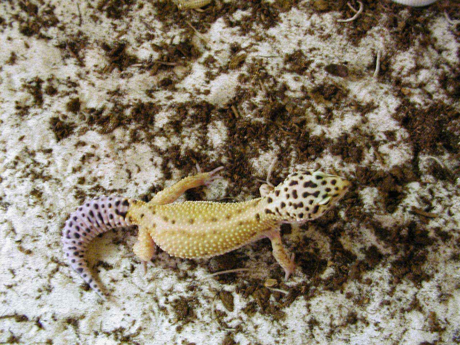 Super hypo female