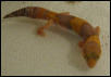 albino African Fat Tail