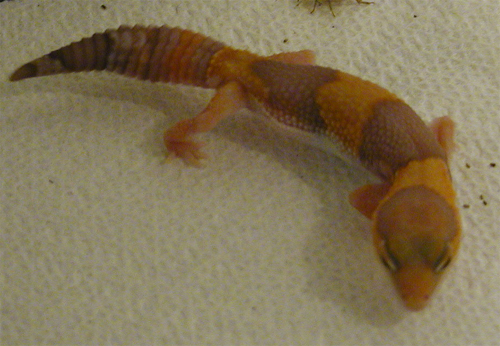 albino African Fat Tail