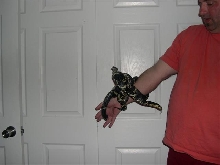 Russian rat bracelet