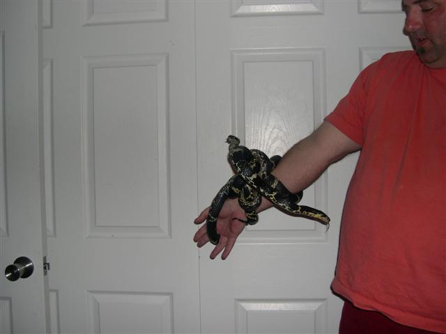 Russian rat bracelet