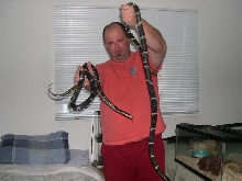 Russian breeder pair huge male