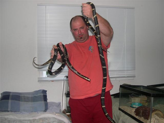 Russian breeder pair huge male