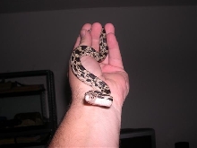 Other pic of np in hand.