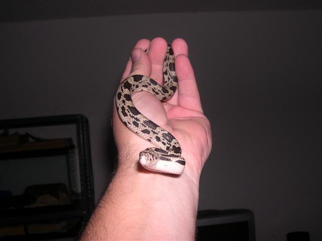 Other pic of np in hand.