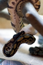 Royal "Tree" Python [Photo 1 of 4]