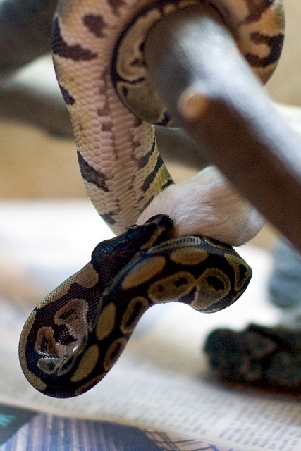 Royal "Tree" Python [Photo 1 of 4]