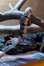 Royal "Tree" Python [Photo 3 of 4]
