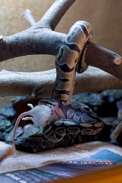 Royal "Tree" Python [Photo 3 of 4]