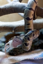 Royal "Tree" Python [Photo 4 of 4]
