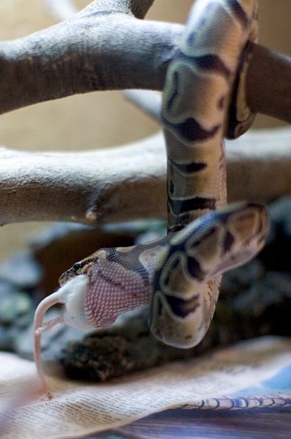 Royal "Tree" Python [Photo 4 of 4]