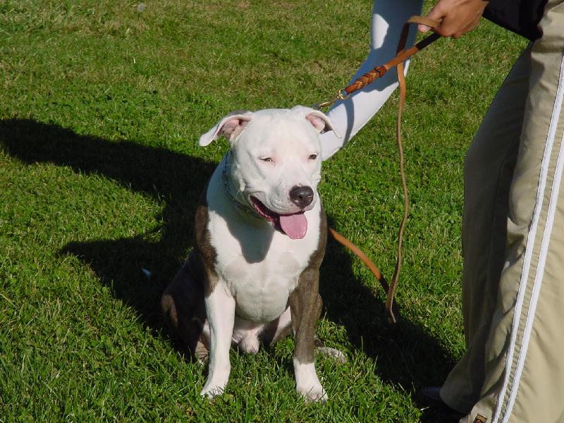 AmStaff in Training