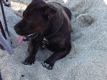 Staffie 3