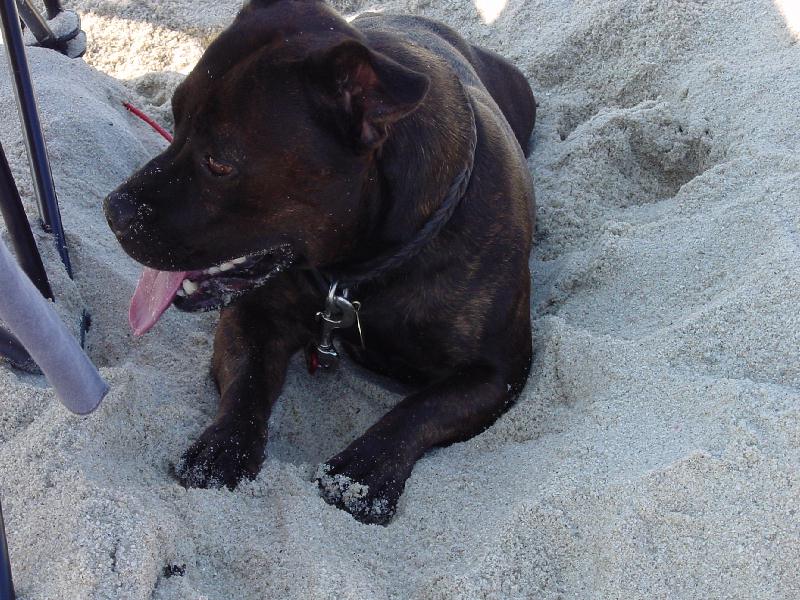 Staffie 3
