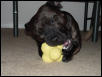 Staffie 2