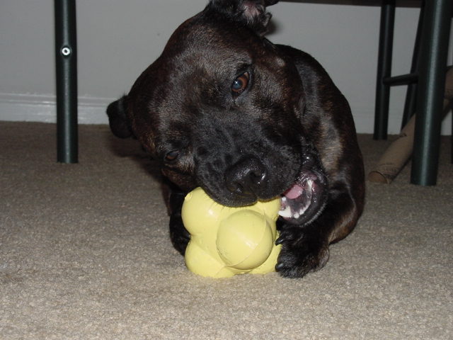 Staffie 2